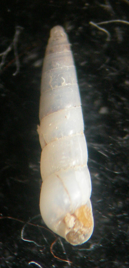 eulimella